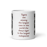 The Tiger is the Largest Cat in The World White Glossy Mug