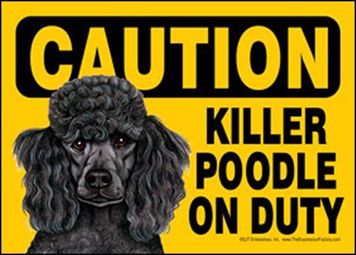 Caution Killer Poodle On Duty
