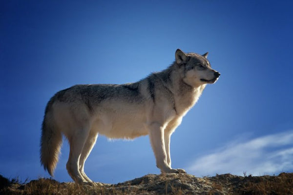 Lone Wolf Mouse Pad